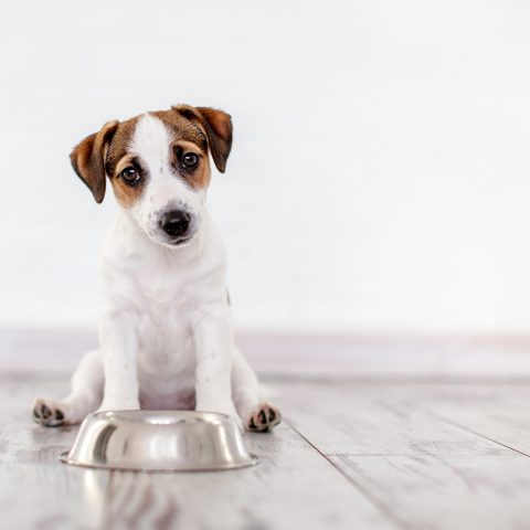 Dog,Eating,Food,From,Bowl.,Puppy,Jackrussell,Terier,With,Dogs